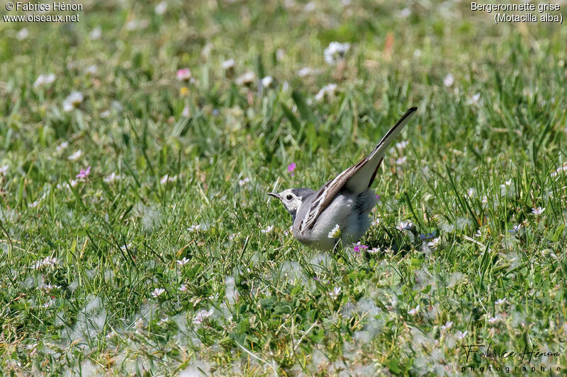 White Wagtail female adult breeding, identification, courting display