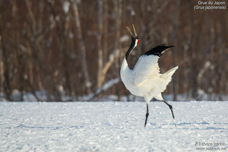 Red-crowned Craneadult, song