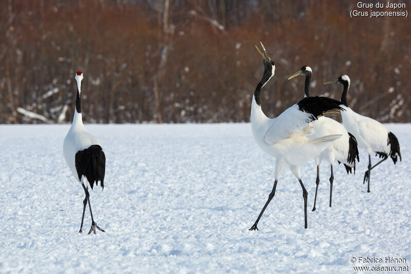 Red-crowned Crane adult, song, Behaviour
