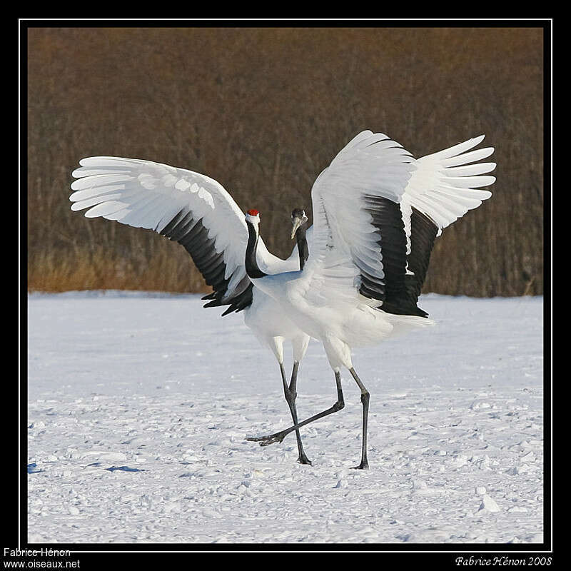 Red-crowned Craneadult, courting display