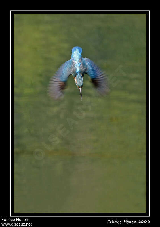 Common Kingfisher male adult, Flight