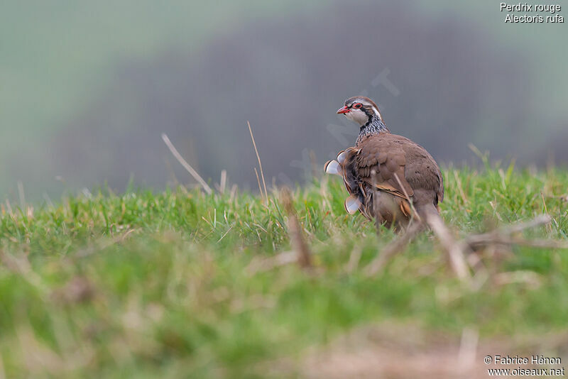 Red-legged Partridge, identification