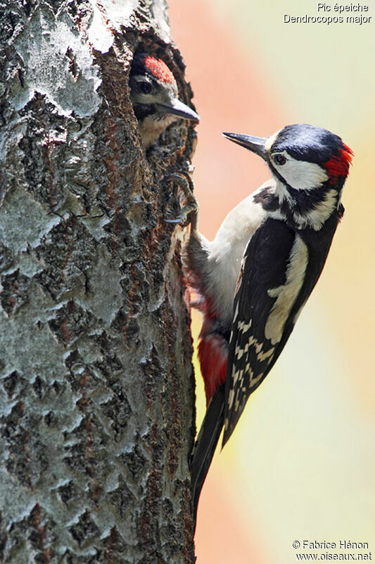 Great Spotted Woodpecker male, Reproduction-nesting