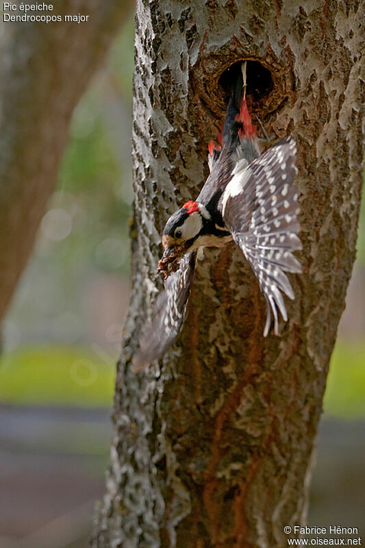 Great Spotted Woodpecker male adult, Flight, Reproduction-nesting