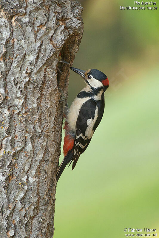 Great Spotted Woodpecker male adult, Reproduction-nesting