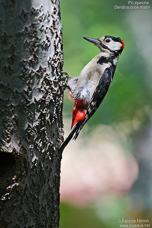 Great Spotted Woodpecker male adult, Reproduction-nesting
