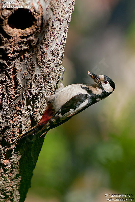 Great Spotted Woodpecker female adult, Reproduction-nesting