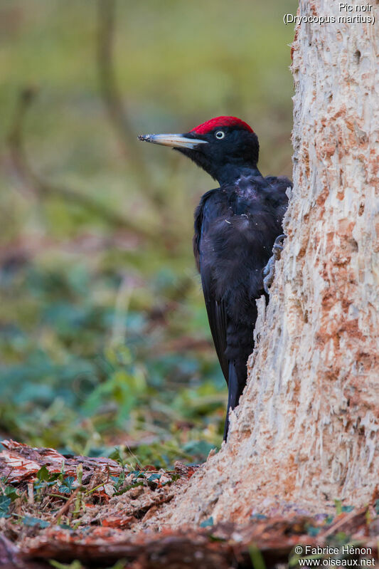 Black Woodpecker male adult, identification