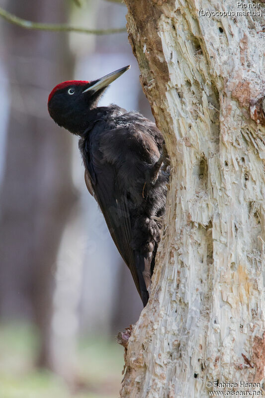Black Woodpeckeradult, identification