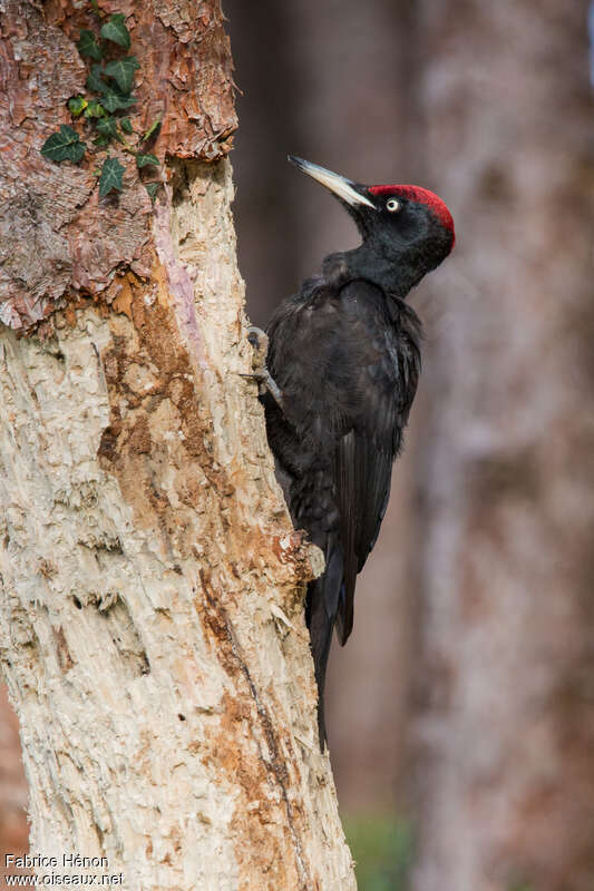 Black Woodpecker male adult, identification