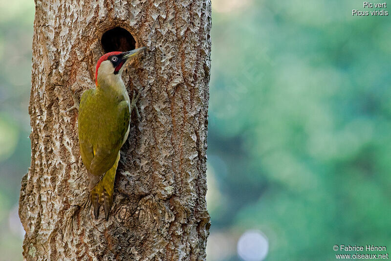 European Green Woodpecker male adult, Reproduction-nesting