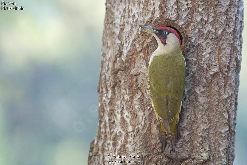 European Green Woodpecker male adult, Reproduction-nesting