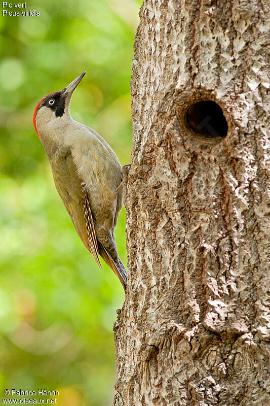 European Green Woodpecker female adult, identification, Reproduction-nesting