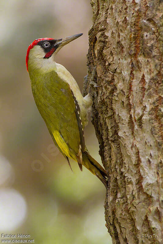 European Green Woodpecker male adult breeding, identification