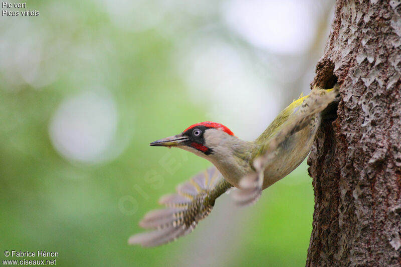 European Green Woodpecker male adult, Flight, Reproduction-nesting