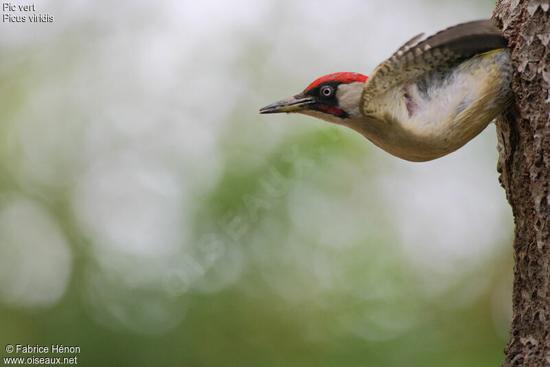European Green Woodpecker male adult, Flight
