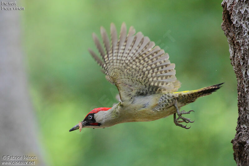 European Green Woodpecker male adult, Flight