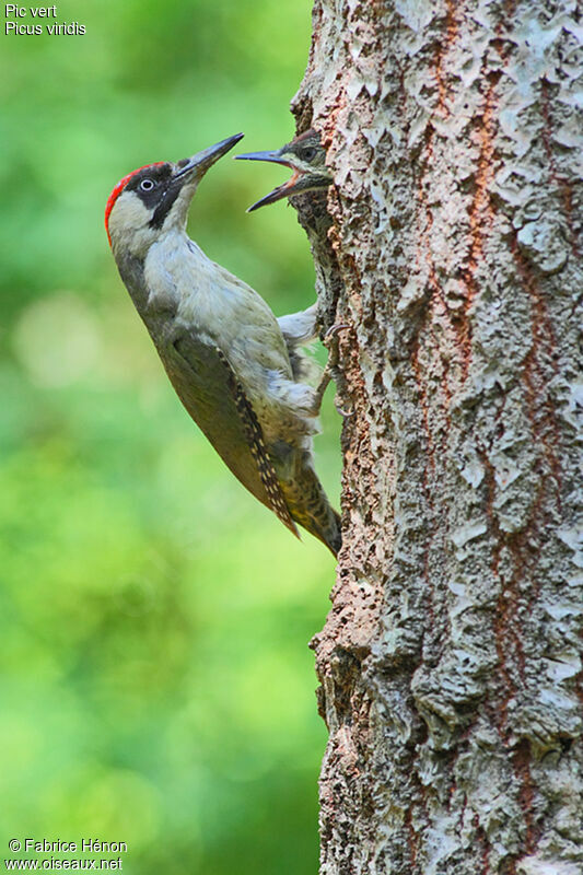 European Green Woodpecker female adult, Reproduction-nesting