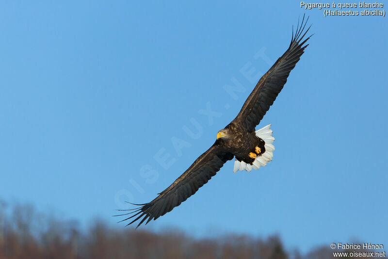 White-tailed Eagleadult, pigmentation, Flight